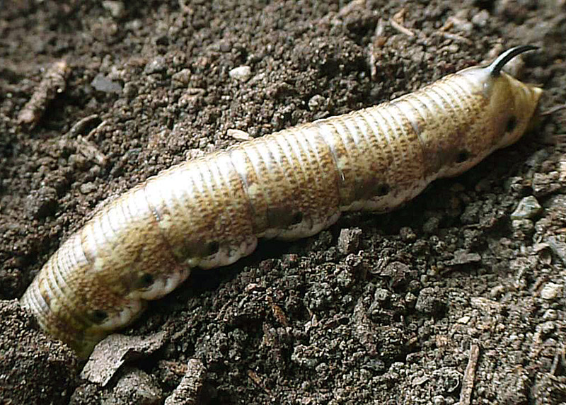 Agrius convolvuli, Sphingidae